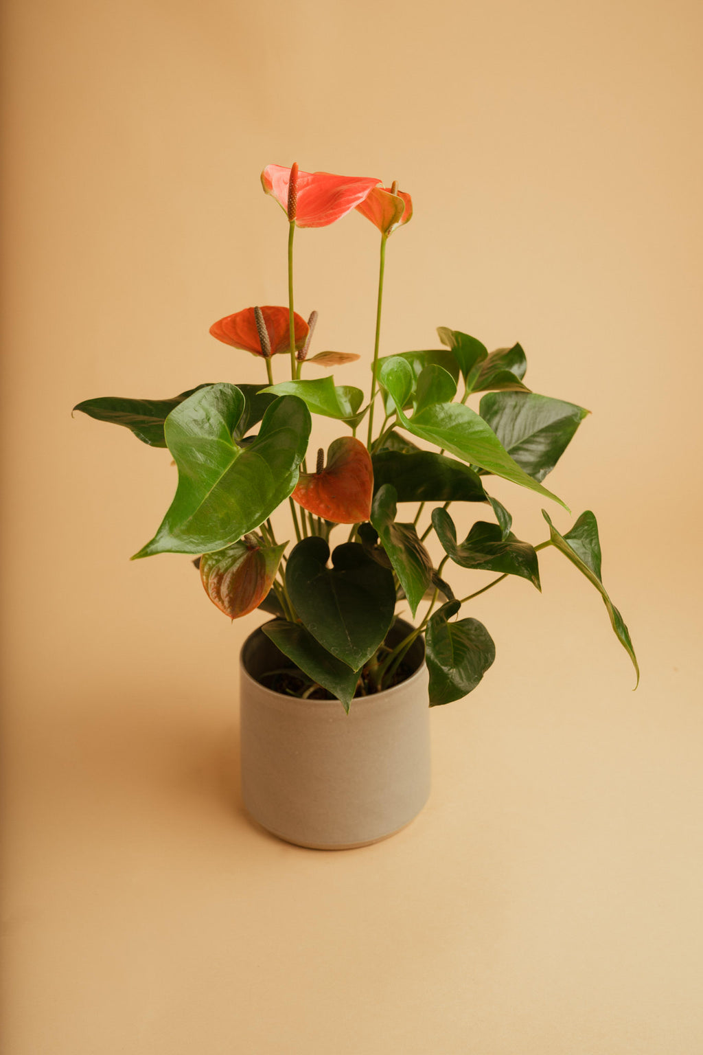 anthurium blumen Anthurium mit Übertopf