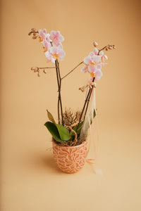 Orchidee im Übertopf